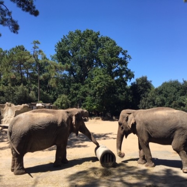 Visite du Zoo de la Palmyre Ce que pensent les hommes Visite du Zoo de la Palmyre Ce que pensent les hommes