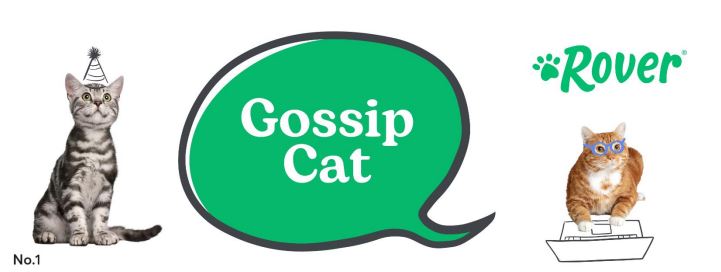 gossipcat