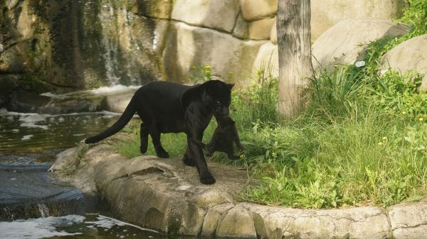 premiere-sortie-de-zuma-1-omega-tropical-park premiere-sortie-de-zuma-1-omega-tropical-park