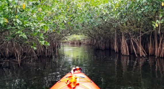 bigcypress