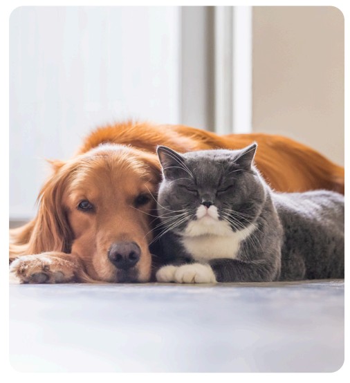 chatsetchiens