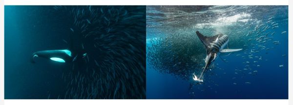 biodiversite biodiversite