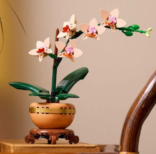 orchideeminiature